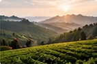 Anhui · Keemun Black TeaTea-growing region