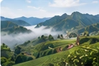 Guangdong · Dancong TeaTea-growing region