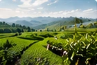 Zhejiang · Green TeaTea-growing region
